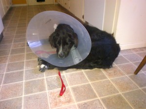 Mischa with Nose Cone